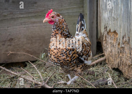 Stoapiperl - Steinpiperl - Steinhendl - gallina ovaiola - specie gravemente minacciate di razza di pollo dall' Austria in free range (Gallus gallus domesticus) Foto Stock