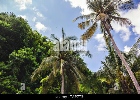 Alberi di Palma con cielo blu in background, Indonesia, vacanze Foto Stock