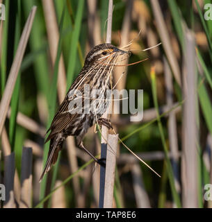 Rosso-winged blackbird (Agelaius phoeniceus) femmina con materiale per costruire un nido in canneti, Iowa, USA. Foto Stock