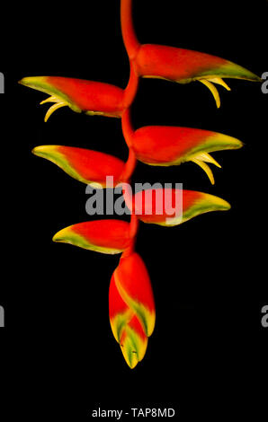 Fiori di Heliconia rostrata sa anche come appendere lobster claw su sfondo nero Foto Stock