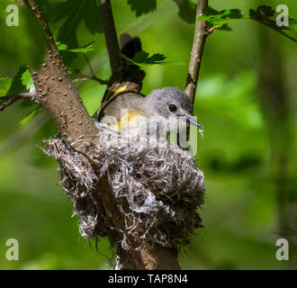 American redstart (Setophaga ruticilla) edificio femmina nido, Iowa, USA Foto Stock