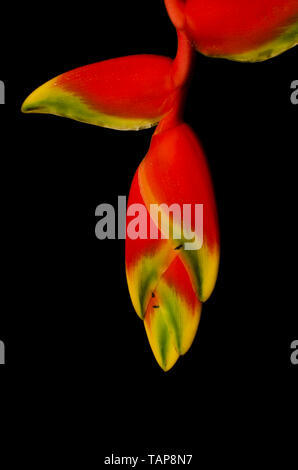 Fiori di Heliconia rostrata sa anche come appendere lobster claw su sfondo nero Foto Stock