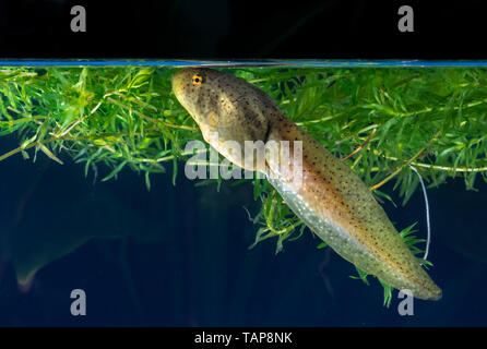 American bullfrog (Lithobates catesbeianus) girino sotto l'acqua, Iowa, USA Foto Stock