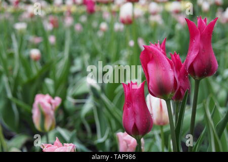 Tulipani viola sotto la pioggia al 2019 Ottawa Tulip Festival, Dow's Lake, Ottawa, Ontario, Canada. Foto Stock