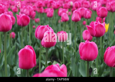 Tulipani rosa nella pioggia a 2019 Ottawa Tulip Festival, Dow's Lake, Ottawa, Ontario, Canada. Foto Stock