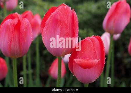 Tulipani rossi sotto la pioggia al 2019 Ottawa Tulip Festival, Dow's Lake, Ottawa, Ontario, Canada. Foto Stock