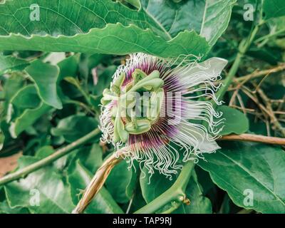 Passiflora edulis fioritura di fiori viola. Vitigno di origine tropicale e subtropicale squallido dolce frutto della passione. Freschi sbocciano i fiori esotici botanica aroma vegetale Foto Stock