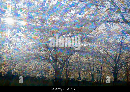 Bella immagine artistica di un giapponese Cherry Blossom tree in un parco in fiore in primavera sole Foto Stock