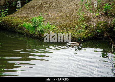 Mallard Duck nuoto sul lago, close-up, natura verde Avifauna Foto Stock