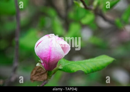 Albero di Magnolia di testa. Magnolie rosa nella giornata di primavera. Di un bel colore rosa magnolie sul cielo blu sullo sfondo. In fiore fiori di magnolia e splendide gemme a spri Foto Stock