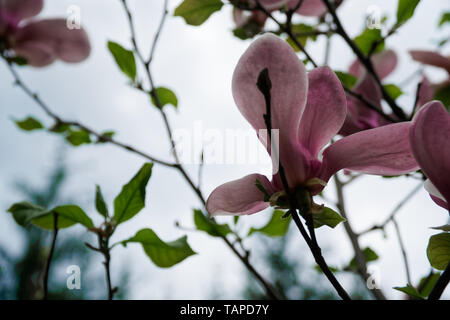 Albero di Magnolia di testa. Magnolie rosa nella giornata di primavera. Di un bel colore rosa magnolie sul cielo blu sullo sfondo. In fiore fiori di magnolia e splendide gemme a spri Foto Stock