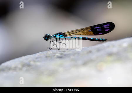 Ritratto di damselfly - Comune gioiello blu (Rhinocypha perforata perforata) Foto Stock