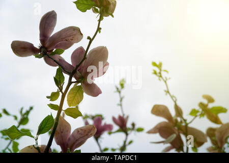 Albero di Magnolia di testa. Magnolie rosa nella giornata di primavera. Di un bel colore rosa magnolie sul cielo blu sullo sfondo. In fiore fiori di magnolia e splendide gemme a spri Foto Stock