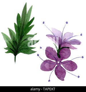 Violetta phacelia foral fiori botanica. Wild molla a balestra di fiori selvaggi isolati. Acquerello illustrazione dello sfondo impostato. Disegno ad acquerello fashion aqu Foto Stock