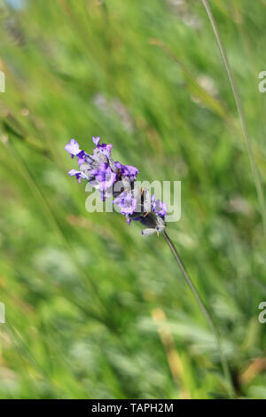 L'immagine verticale di fiori di lavanda sventolare nel vento contro sfocate Campo verde Foto Stock