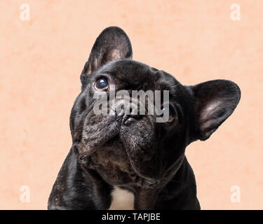 Ritratto di un nero bulldog francese su sfondo arancione . Foto Stock