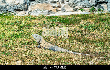 Iguana sulla penisola dello Yucatan in Messico Foto Stock