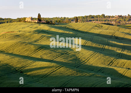 Cereali campo di raccolto in condizioni di scarsa luce della sera, San Quirico d'Orcia, in provincia di Siena, Toscana, Italia, Europa Foto Stock