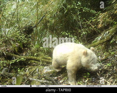 (190526) -- Pechino, 26 maggio 2019 (Xinhua) -- telecamera a raggi infrarossi immagine presa il 20 aprile 2019 illustra un tutto-white panda gigante nel Wolong Riserva Naturale Nazionale nel sud-ovest della Cina di provincia di Sichuan. Una rara tutti-panda bianco è stato catturato su telecamere nel Wolong Riserva Naturale Nazionale nel sud-ovest della Cina di provincia di Sichuan, la riserva delle autorità di gestione di detto il sabato. (Xinhua) Foto Stock