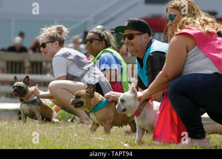 (190527) -- VANCOUVER, 27 maggio 2019 (Xinhua) -- cani e proprietari pronti alla linea di partenza durante un bulldog gara a Hastings Racecourse in Vancouver, Canada, 26 maggio 2019. Circa 60 bulldogs hanno gareggiato in pista per i premi in denaro e onore della domenica, dando dei calci a fuori il cane Giorni di estate serie a Hastings Racecourse. (Xinhua Liang/Sen) Foto Stock