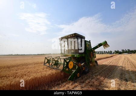 Zhengzhou, la Cina della Provincia di Henan. 27 Maggio, 2019. Un agricoltore opera una macchina per la raccolta di grano Guanyuan nel villaggio di Tanghe County, Nanyang City, centrale cinese della Provincia di Henan, 27 maggio, 2019. Credito: Feng Dapeng/Xinhua/Alamy Live News Foto Stock