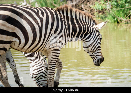 Famiglia di Zebra è di mangiare e di bere dal lago Foto Stock