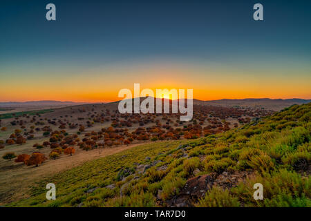 Panoramic acero foresta in colori autunnali Foto Stock