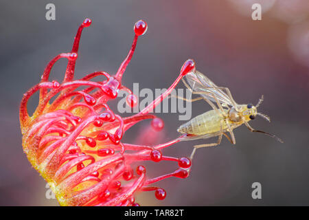 Un insetto catturato in sticky tentacoli di Sundew, una piccola pianta carnivora Foto Stock