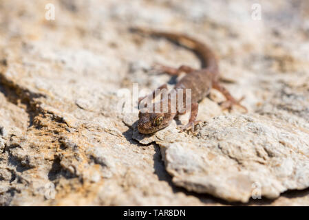 Close up carino piccolo anche-dita genere gecko Alsophylax su pietra Foto Stock