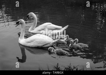 Una coppia di cigni adulti nuoto insieme con la loro famiglia di cygnets in un canale nel Northamptonshire Foto Stock