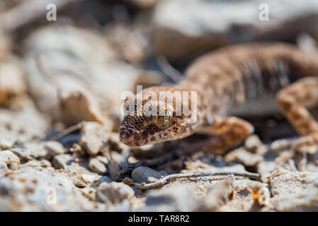 Close up carino piccolo anche-dita genere gecko Alsophylax sul terreno Foto Stock