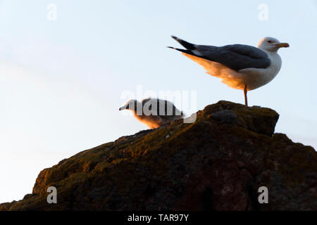 Pulcino di Gabbiano con la madre seagull sono su una roccia alla fauna selvatica Foto Stock