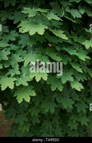 Acer platanoides Foto Stock