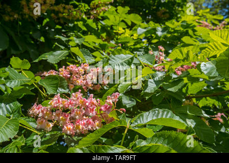 Red ippocastano Aesculus x carnea cultivar Plantierensis in fiore in primavera Foto Stock