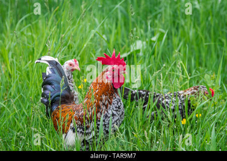Stoapiperl - Steinpiperl - Steinhendl - gruppo di pollo - specie gravemente minacciate di razza di pollo dall' Austria in free range (Gallus gallus domesticus) Foto Stock