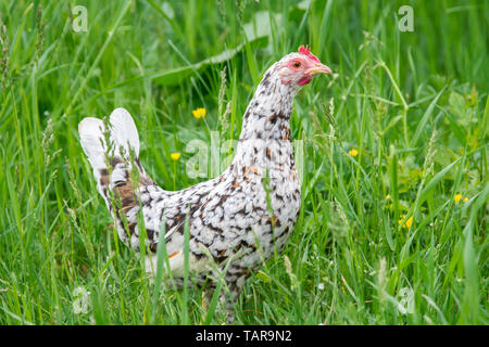 Stoapiperl - Steinpiperl - Steinhendl - gallina ovaiola - specie gravemente minacciate di razza di pollo dall' Austria in free range (Gallus gallus domesticus) Foto Stock