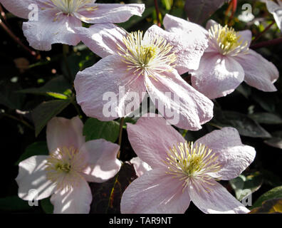 Chiudere la clematide Montana "molla di fragranti fiori" Foto Stock