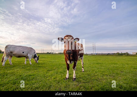 Mucca allevamento ranch nei Paesi Bassi,Olanda Foto Stock