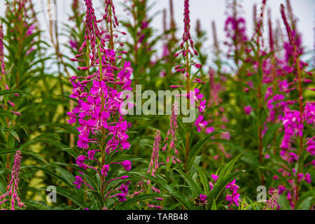 Fioritura Rosebay willowherb, UK. Luglio 2018. Foto Stock