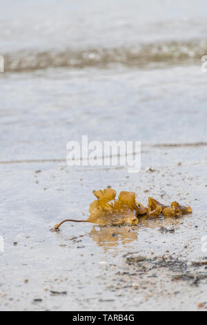 Lo zucchero Kelp / Saccharina latissima, precedentemente Laminaria saccarina si è incagliata su una spiaggia della Cornovaglia. Può essere utilizzato come alimento quando appena raccolto. Foto Stock