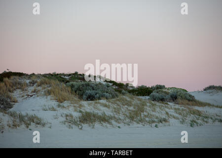 La spiaggia e le dune di sabbia con piante autoctone contro un cielo rosa su Mullaloo beach, Joondalup, Perth, Western Australia dopo il tramonto in maggio. Foto Stock