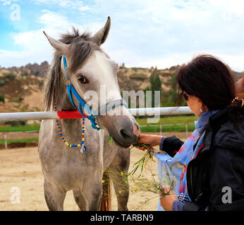 Un giovane cavallo grigio con un turchese brillante briglia e round perline colorate intorno al collo si erge nel cavallo penna e mangia erba verde dalle mani Foto Stock