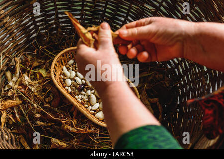 Agricoltore tenere la varietà di fagioli in mano dopo la mietitura. 2019 Foto Stock