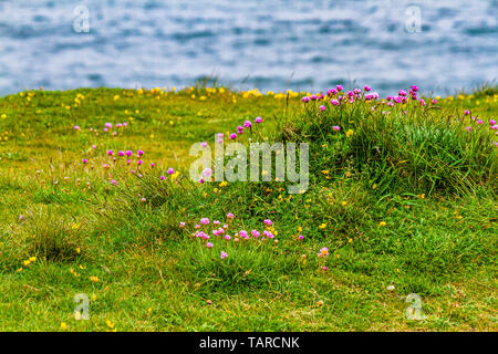 Mare rosa, noto anche come Parsimonia o Armeria maritima, crescente sulla cima di una scogliera in Northumberland, Regno Unito. Giugno 2018. Foto Stock