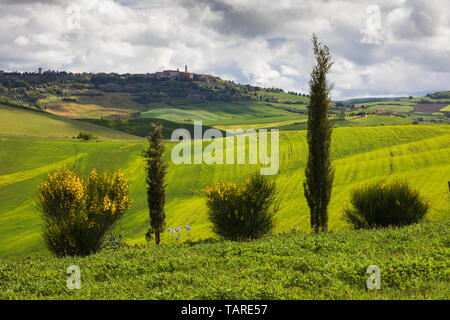 Città sulla collina di Pienza visto attraverso gli alberi di cipresso con paesaggio toscano, Pienza, in provincia di Siena, Toscana, Italia, Europa Foto Stock