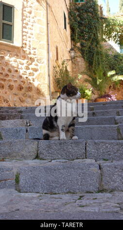 Bellissimo gatto sulla città di Fornalutx a Maiorca, Isole Baleari, Spagna. Foto Stock