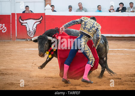 Torero spagnolo Paco cui Urena suona con un toro nella Plaza de Toros Marzo 3, 2018 in San Miguel De Allende, Messico. Foto Stock