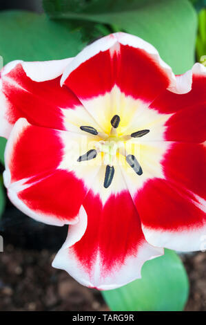 Close up tulip Leen van der Mark mostra lo stigma e stame a tazza fiori rosso con bordi bianchi appartenenti al gruppo di trionfo di tulipani Foto Stock