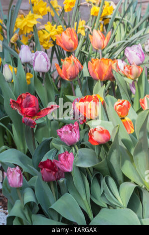 Gruppo di tulipani misti di frontiera in vari colori rosso arancione rosa viola e varietà Parrot trionfo e concava aperta Foto Stock