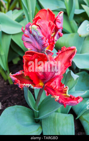 Chiusura del rococò tulipano un tulipano rosso con una piuma verde flash e colore giallo. Aprire una forma a tazza appartenenti al Parrot tulip divisione di gruppo 10 Foto Stock